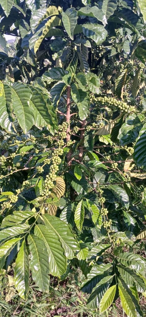 Groene koffiebonen from Oeganda